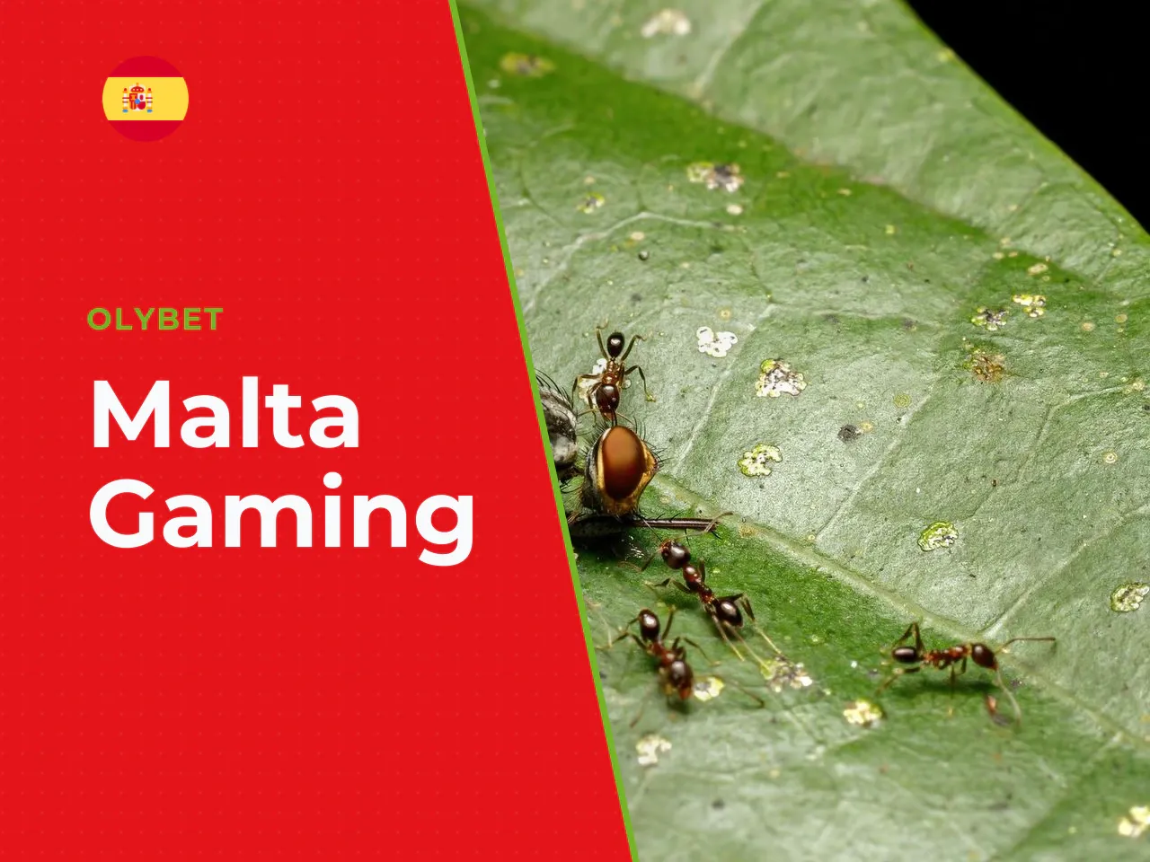 Qué revisar antes de elegir un casino online. **Licencia y regulación.** Comprueba que el casino posea licencia emitida por un regulador reconocido: la Malta Gaming Authority (MGA), la UK Gambling Com